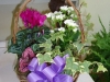 florist-6