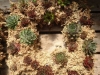 living wreath with succulents