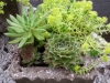 small succulent garden