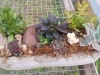 succulent garden 4