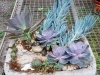 succulent garden 5