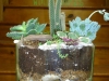 succulent garden 6-1