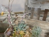 succulent garden 7