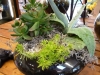 succulent garden 8