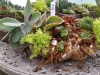 succulent in shell 2