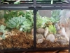 succulent terrarium