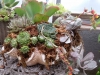 succulents in shell