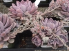 succulents