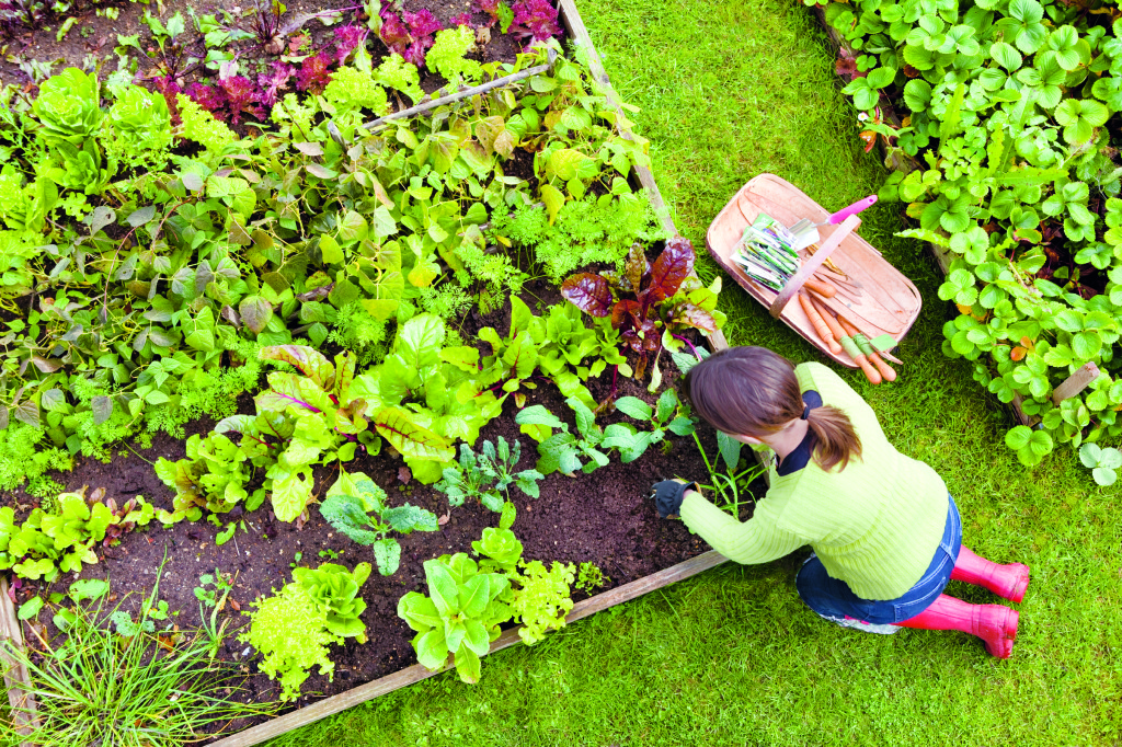 Town & Country Nurseries