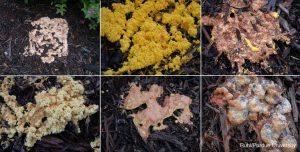 SLIME MOLDS