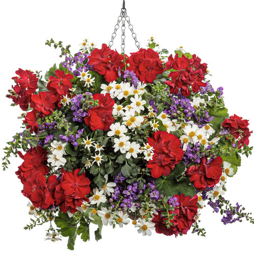 Pre-Order Hanging Baskets